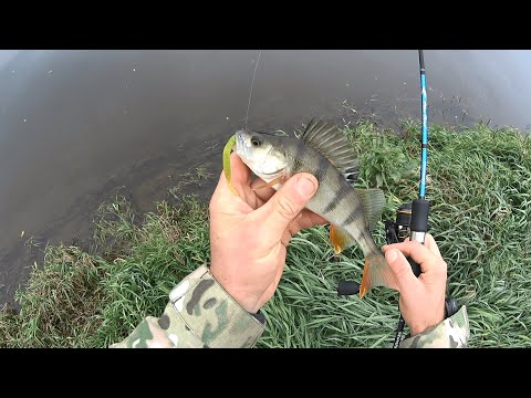 Видео: Днепр раздает хищника. Окунь на микроджиг. Осень, октябрь, спиннинг.