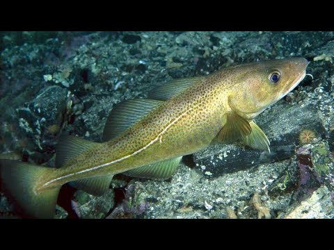 Видео: ОТЛИЧНАЯ РЫБАЛКА В БАРЕНЦЕВОМ МОРЕ. УРА-ГУБА. ТРЕСКА. "EXCELLENT FISHING IN THE BARENTS SEA".