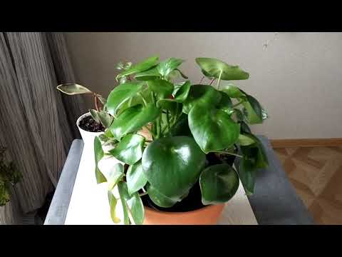 Видео: ПЕПЕРОМИЯ МНОГОКИСТЕВАЯ  перевалка