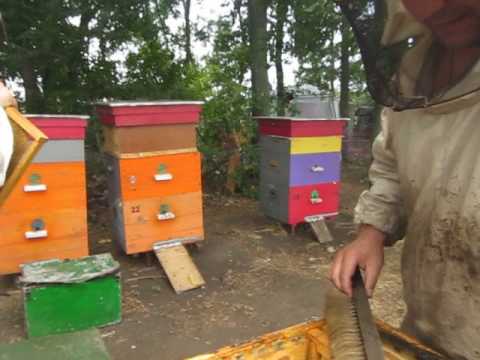 Видео: Карника медовая.(Прима).