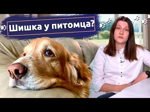Видео: Шишка под кожей у питомца: Что делать хозяевам - объясняет ветеринар