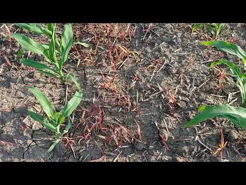 Видео: Состояние сорняков на кукурузе после опрыскивания МастерПауер!