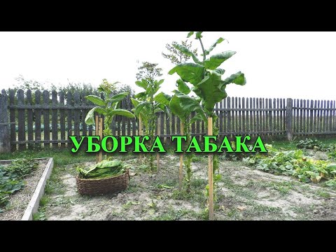 Видео: Табак. Шаг четвертый. Уборка #дачасадогород