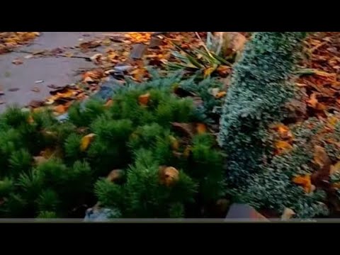 Видео: Зміни саду у вхідній зоні, нова сосна,коли ж саджати цибулю?