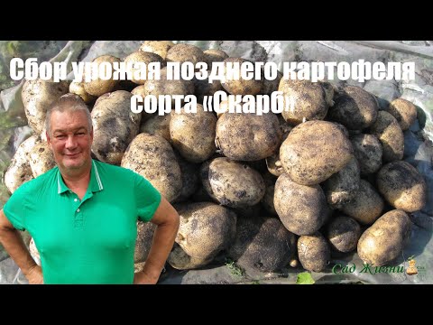 Видео: С одного посаженного ведра собрали 38 ведер картофеля сорта "Скарб".