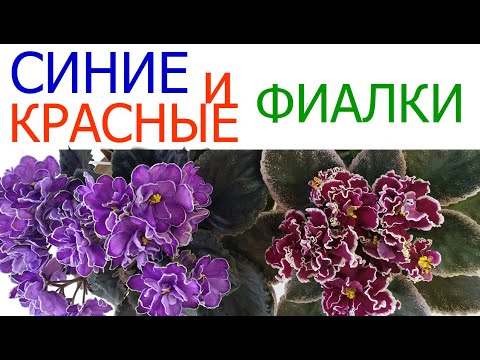 Видео: СИНИЕ и КРАСНЫЕ ФИАЛКИ.