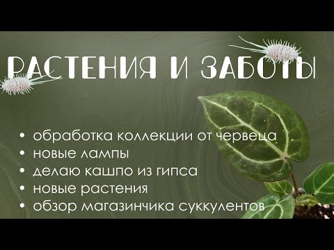 Видео: Растения и заботы: Обработка от вредителей, новые лампы, магазин суккулентов и кашпо из гипса.