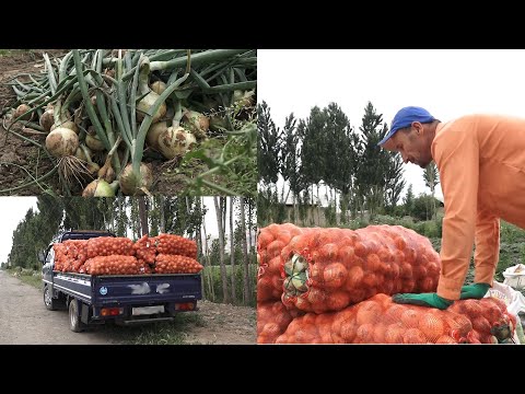 Видео: ПИЯЗ кирешелүү БИЗНЕС