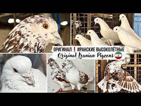 Видео: "Хищники"❗️Оригинальные высоколётные голуби Ирана | M.Reza. Original Iranian high-flying pigeons