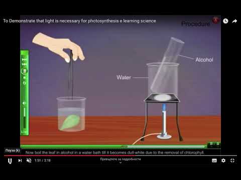 Видео: Домашен експеримент - доказване протичането на фотосинтеза