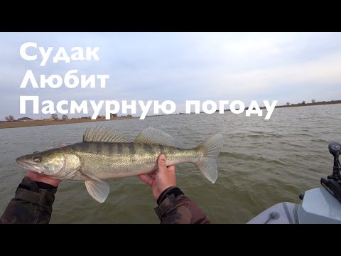 Видео: Судак Любит Пасмурную Погоду! Весенняя ловля судака на мандулы!!