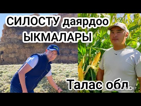 Видео: Силосту даярдоо ыкмалары. ТОРРО гибриди, Green Life Seed, Талас. жугору/кукуруза