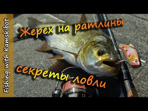 Видео: Ловля жереха на спиннинг на вибы и ратлины [Пора ловить Жереха]