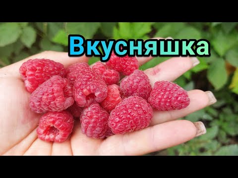Видео: Малина Прималба. Первое плодоношение