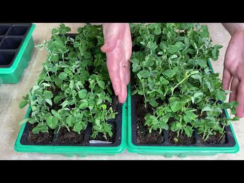 Видео: РАССАДА ЗЕЛЕНОГО ГОРОШКА ЗА НЕСКОЛЬКО ДНЕЙ ДЛЯ РАННЕГО УРОЖАЯ! БУКЕТНЫЙ СПОСОБ!