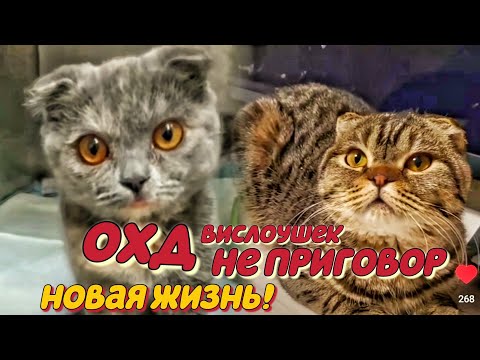 Видео: Новая жизнь котят с диагнозом ОХД!