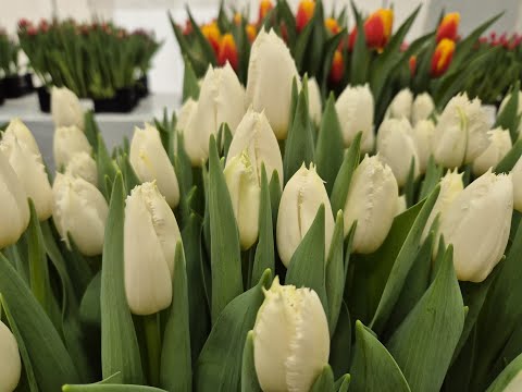 Видео: Tulip livestream 05-02-2025/ Ян де Вит/ Тюльпаны- эфир 5 февраля 2025 года