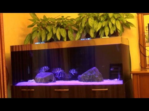 Видео: Интерактивный аквариумный туризм Сезон 2 Выпуск 37(Кубок и кусочек танганики)