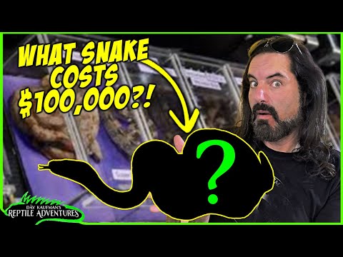 Видео: Пять самых дорогих рептилий в парке Тинли (NARBC)! МИЛЛИОНЫ ДОЛЛАРОВ в змеях!