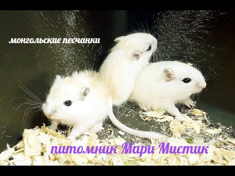 Видео: #МИЛОТА #милашка МАЛЫШИ 2024 растут ))))
