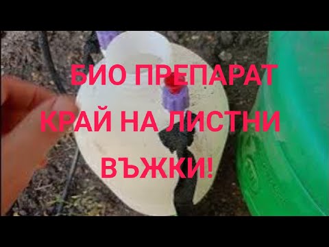 Видео: Само с две съставки ще се отървете от Листните въжки | Биологичен Препарат за унищожаване на  въжки