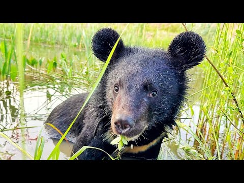 Видео: Идём с МЕДВЕДЯМИ В ПОХОД! Гималайский медведь НЕ ХОДИЛ никогда ТАК далеко, устал и УШЁЛ В ЗАПЛЫВ)))