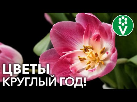Видео: Как заставить ТЮЛЬПАНЫ ЦВЕСТИ ЗИМОЙ? Технология выгонки луковичных цветов