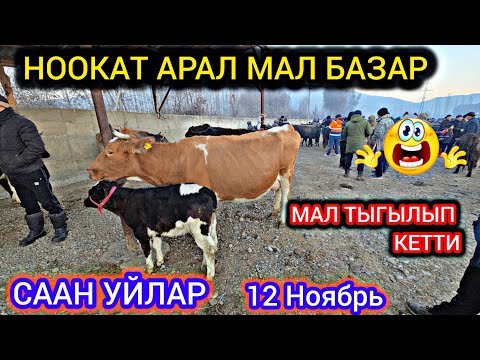 Видео: Ноокат Арал Мал Базар 👍 Саан Уйлар Баасы Мал Тыгылып Кетти 😱 12 Ноябрь