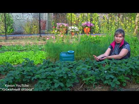 Видео: УХОД ЗА КЛУБНИКОЙ ОСЕНЬЮ! ВАЖНО СДЕЛАТЬ ЭТО СЕЙЧАС ДЛЯ УВЕЛИЧЕНИЯ УРОЖАЯ!