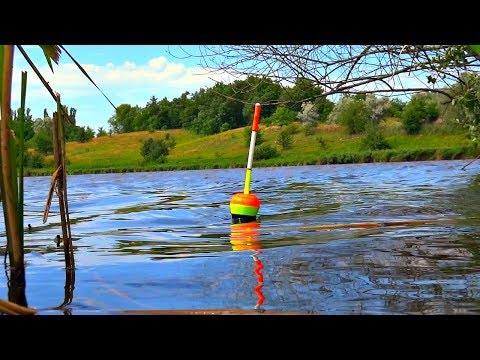 Видео: Ловля толстолоба на поплавок! Где ловить Как ловить На что ловить