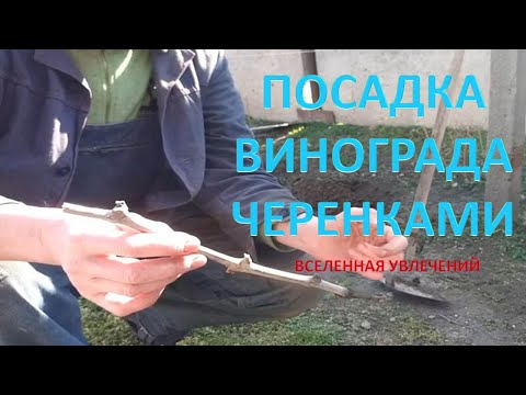 Видео: ПОСАДКА ЧЕРЕНКОВ ВИНОГРАДА ВЕСНОЙ  Vselennaya uvlecheniy