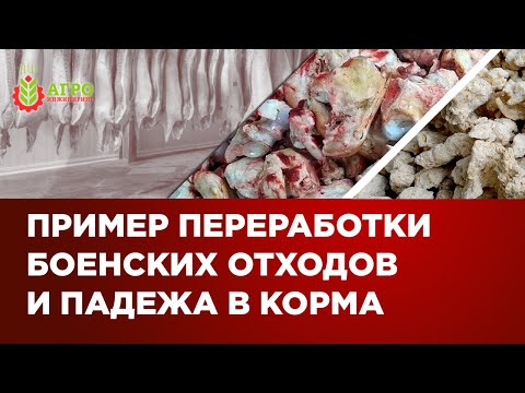 Видео: Переработка боенских отходов и падеж в корма. Показываю на примере действующей линии
