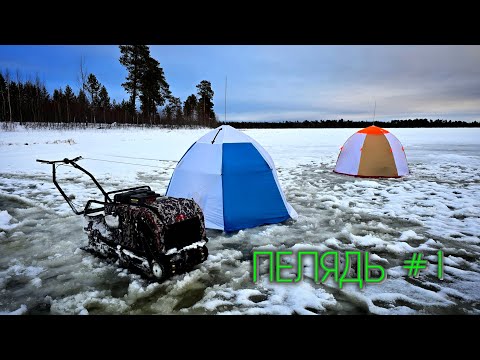 Видео: ПЕЛЯДЬ - ДОЛГОЖДАННАЯ РЫБАЛКА #зимняярыбалка #первыйлёд #пелядь #окунь #щука #рыбалка #сибирь #сиг