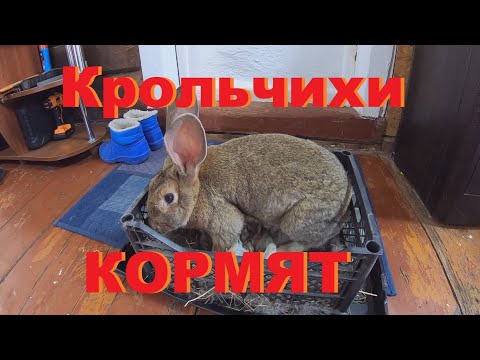 Видео: Крольчихи кормят крольчат.