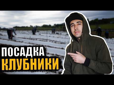 Видео: ПРОЦЕСС ПОСАДКИ КЛУБНИКИ НА ФЕРМЕ В ШОТЛАНДИИ.