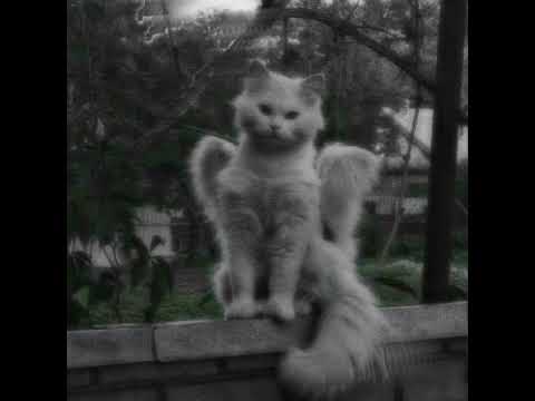 Видео: Акула - Позвони (speed up)