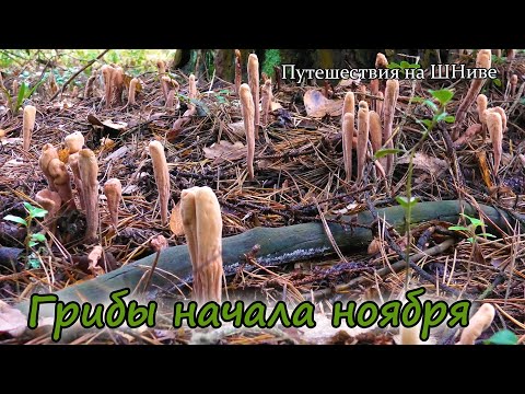 Видео: 2 ноября, Коломенский р-он. Дымки, родоколлибии и фламулины.