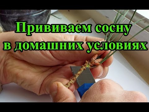 Видео: Прививка сосны в домашних условиях