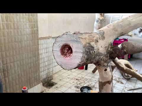 Видео: Стенд для попугаев