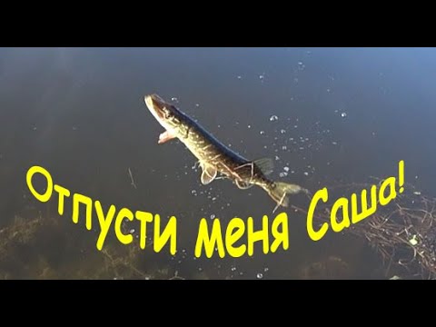 Видео: КЛЮЁТ ЛИ ЩУКА В МАЙСКИЕ ХОЛОДА !?