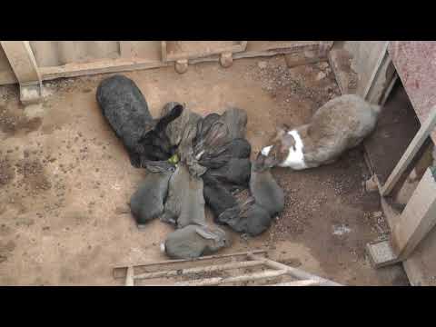 Видео: Год кроличьей яме. И про конструкцию...