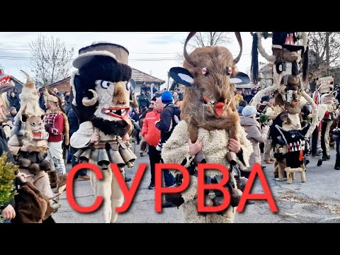 Видео: Сурва Село Ярджиловци 2024г