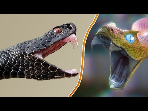 Видео: Самые Ядовитые Змеи в Мире! Топ 10