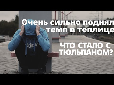 Видео: Критично сильно поднял темп в теплице. Как отреагирует тюльпан?