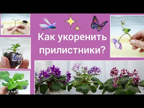 Видео: Укореняем правильно цветоносы фиалки! Все этапы развити в одном видео!