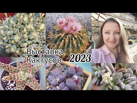 Видео: Выставка Кактусов🌵Осенняя 2023 #кактусы #выставка #cactussucculents