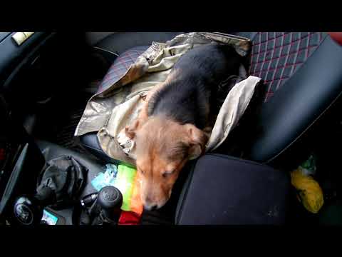 Видео: Новый, юный, ушастый друг