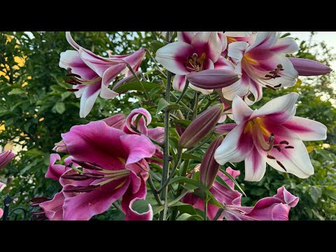 Видео: Лилии в саду 2024. Сорта. Розелили, ОТ-гибриды, Азиатские