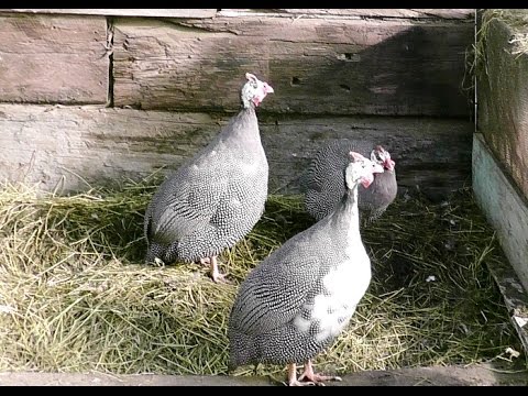 Видео: Цесарки