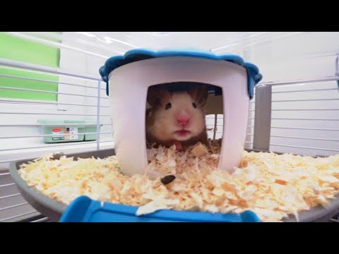 Видео: Як проходе адаптація Чибупелі. ЗНОВУ ПОСИПАЛИСЬ ЗУБИ!